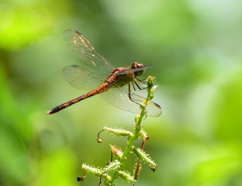 Réf. 134 398 : Erythrodiplax umbrata