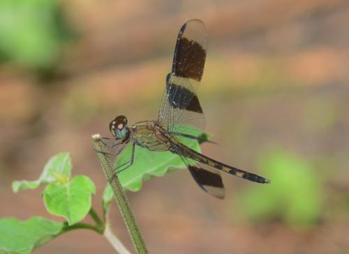 Réf. 134 390 : Erythrodiplax umbrata