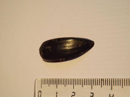 Réf. 134 327 : Hydrophilus sp.