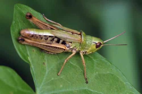 Réf. 134 759 : Pseudochorthippus parallelus