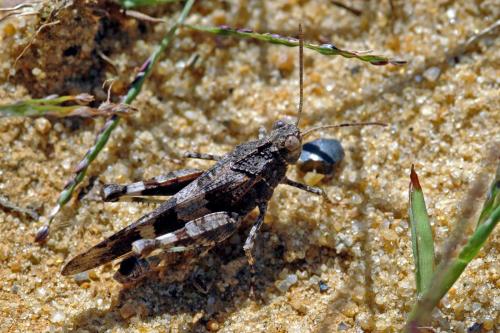 Réf. 134 809 : Oedipoda caerulescens caerulescens