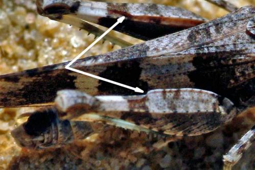 Oedipoda caerulescens caerulescens