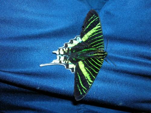 Urania leilus