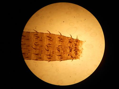 Bibio sp.
