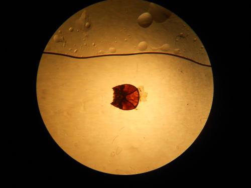 Bibio sp.