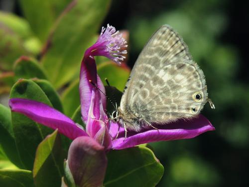 Réf. 134 041 : Leptotes pirithous