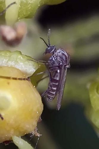 Réf. 134 478 : Dasyhelea sp.