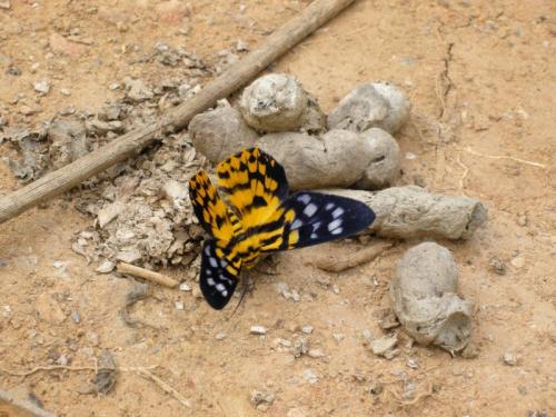 Dysphania militaris