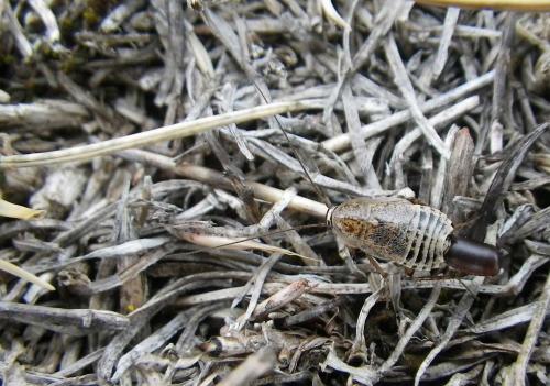 Réf. 134 720 : Capraiellus panzeri