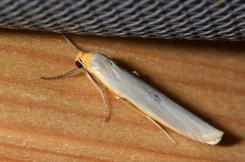Réf. 134 162 : Eilema caniola