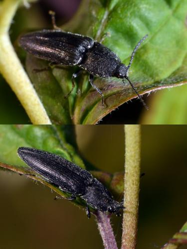 Cidnopus pilosus