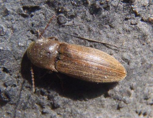 Agriotes lineatus