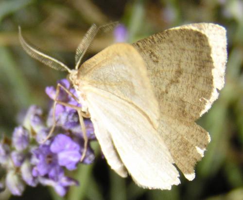Elophos sp.