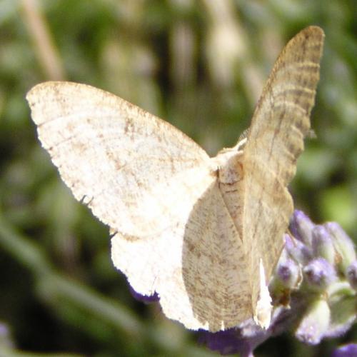 Elophos sp.