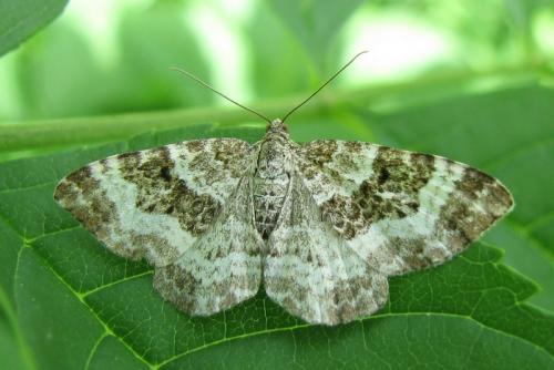 Epirrhoe alternata
