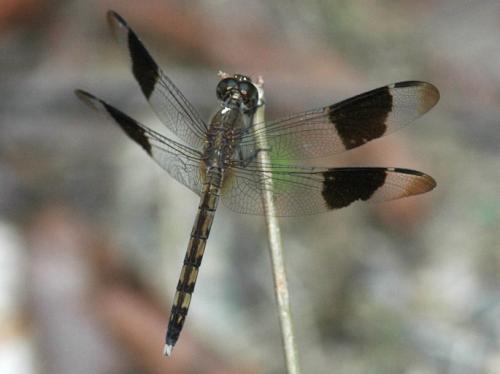 Réf. 134 319 : Erythrodiplax umbrata