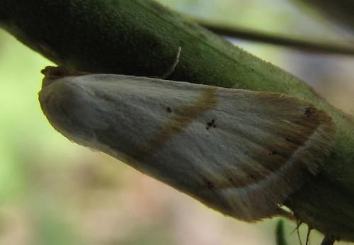 Eublemma pura