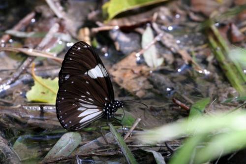 Réf. 134 347 : Euploea radamanthus