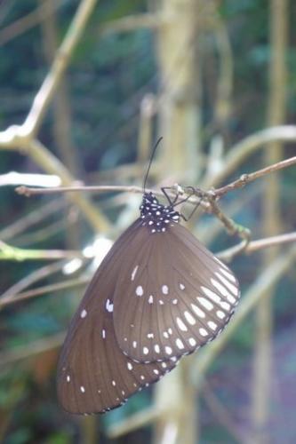 Réf. 134 402 : Euploea core