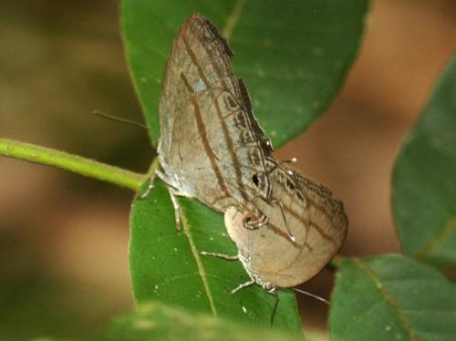 Evenus satyroides