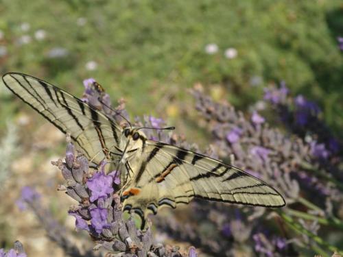 Réf. 134 528 : Iphiclides podalirius
