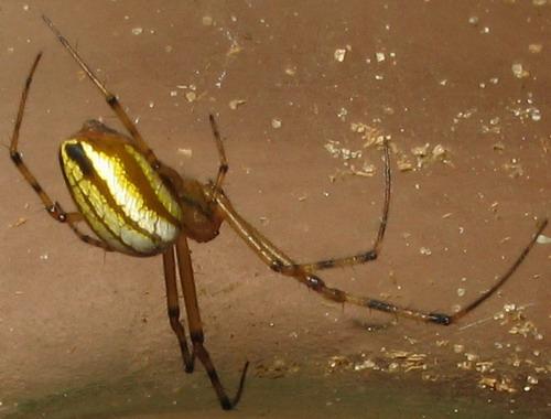Réf. 134 702 : Leucauge sp.