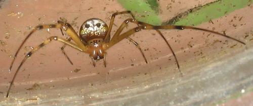 Leucauge sp.