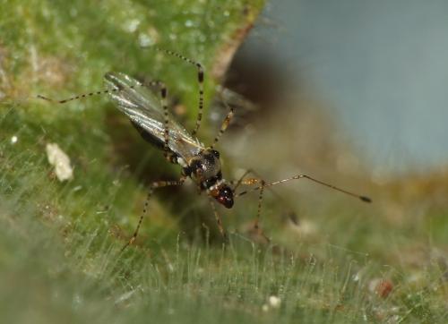 Gampsocoris culicinus