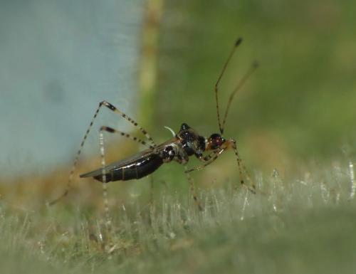 Gampsocoris culicinus