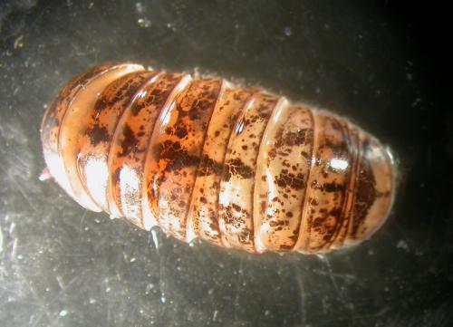 Glomeris klugii