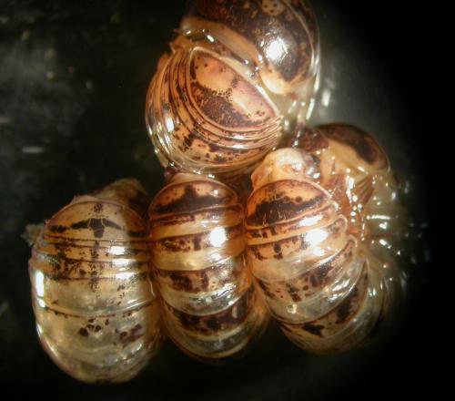 Glomeris klugii