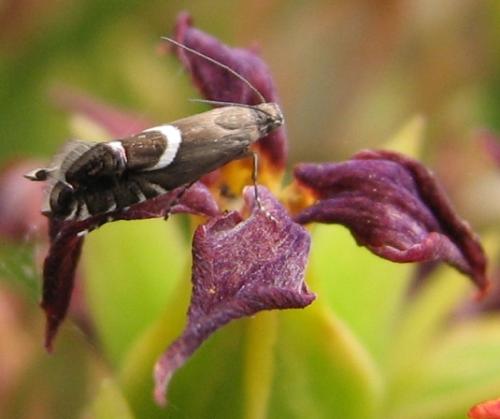 Glyphipterix sp.