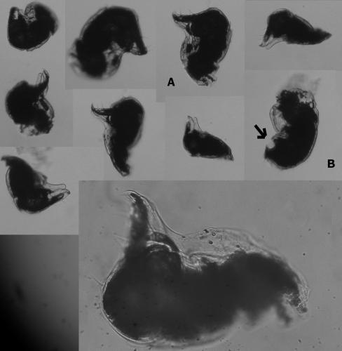 Hirudisoma sp.