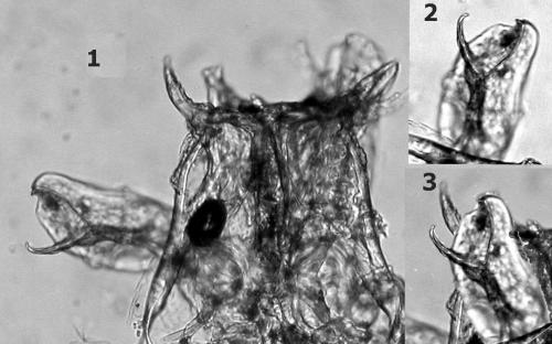 Brachychaeteuma melanops