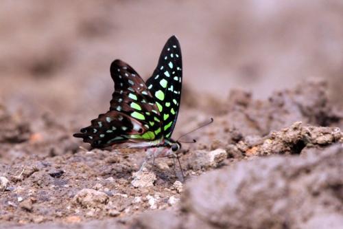 Réf. 134 344 : Graphium agamemnon