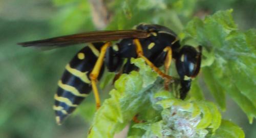 Polistes nimpha