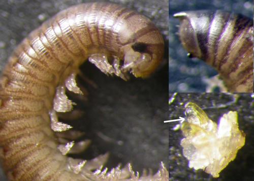 Réf. 134 206 : Cylindroiulus pyrenaicus