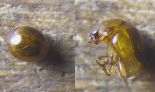 Réf. 134 026 : Agathidium seminulum