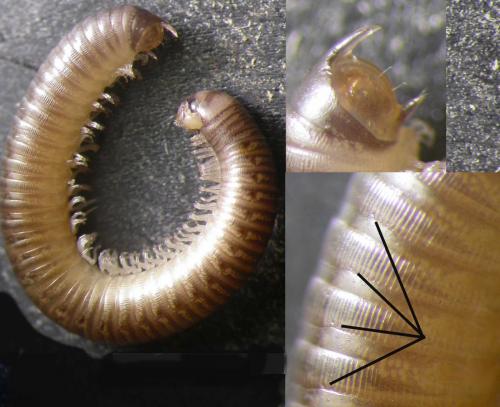 Réf. 134 141 : Cylindroiulus pyrenaicus