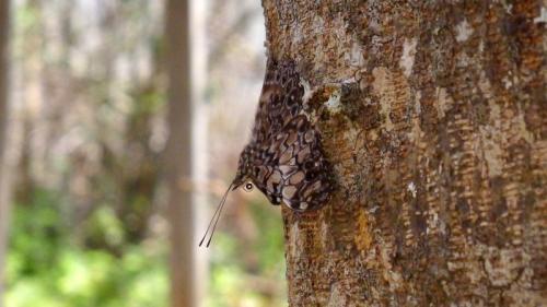 Hamadryas sp.