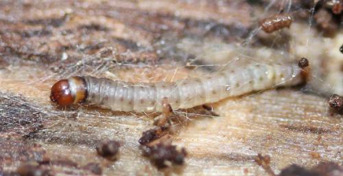 Harpella forficella