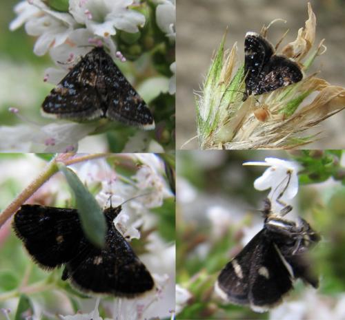 Heliothela wulfeniana