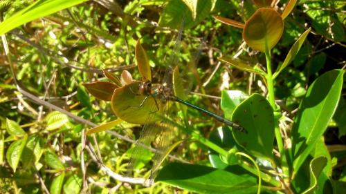 Hemicordulia atrovirens