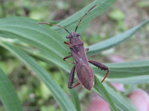 Réf. 134 061 : Camptopus lateralis