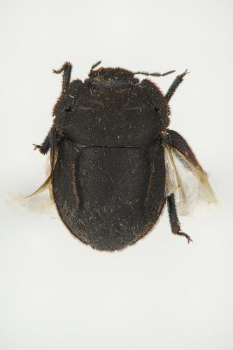 Odontoscelis fuliginosa