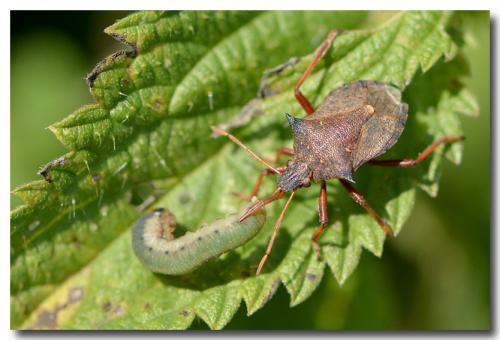 Picromerus bidens