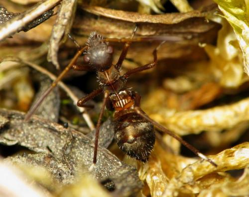 Alydus calcaratus