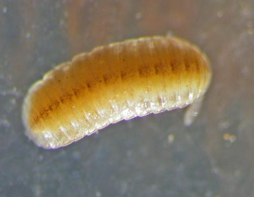Hirudisoma sp.