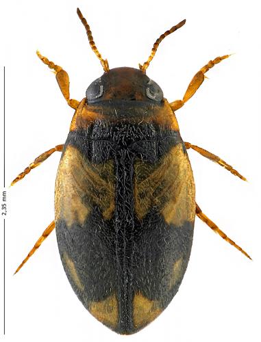 Hydroglyphus geminus