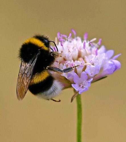 Bombus sp.